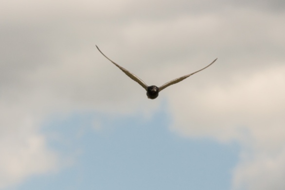 swooping at me 1/1250 sec, f9, ISO 400, 238mm